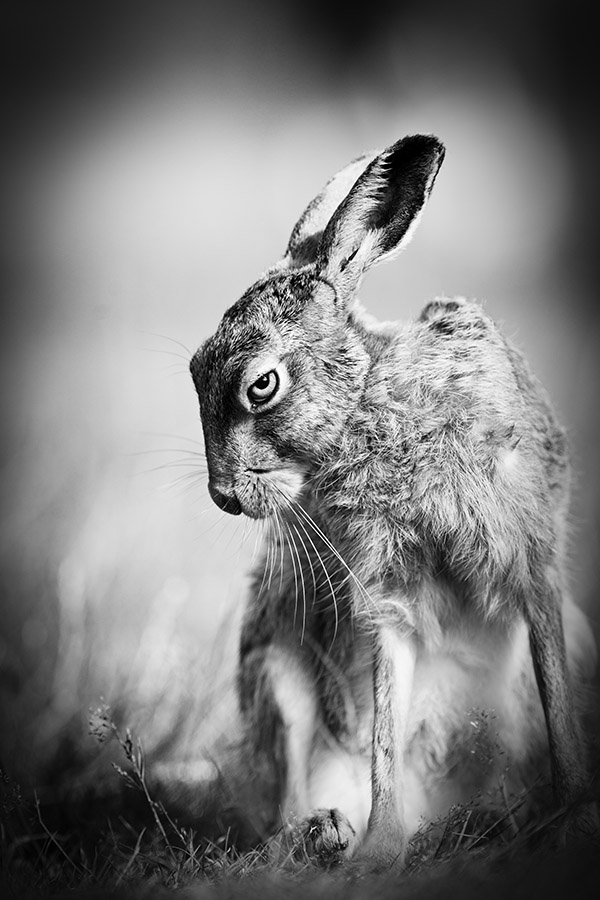 Award winning black and white portrait of a hare by peter denness