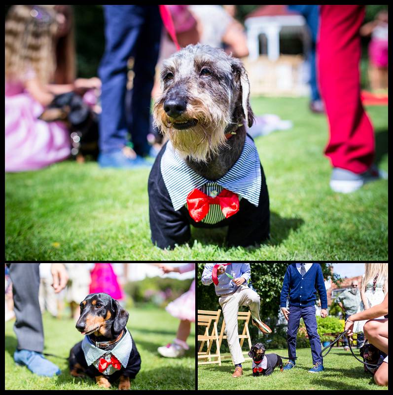 Dogs in suits at a wedding