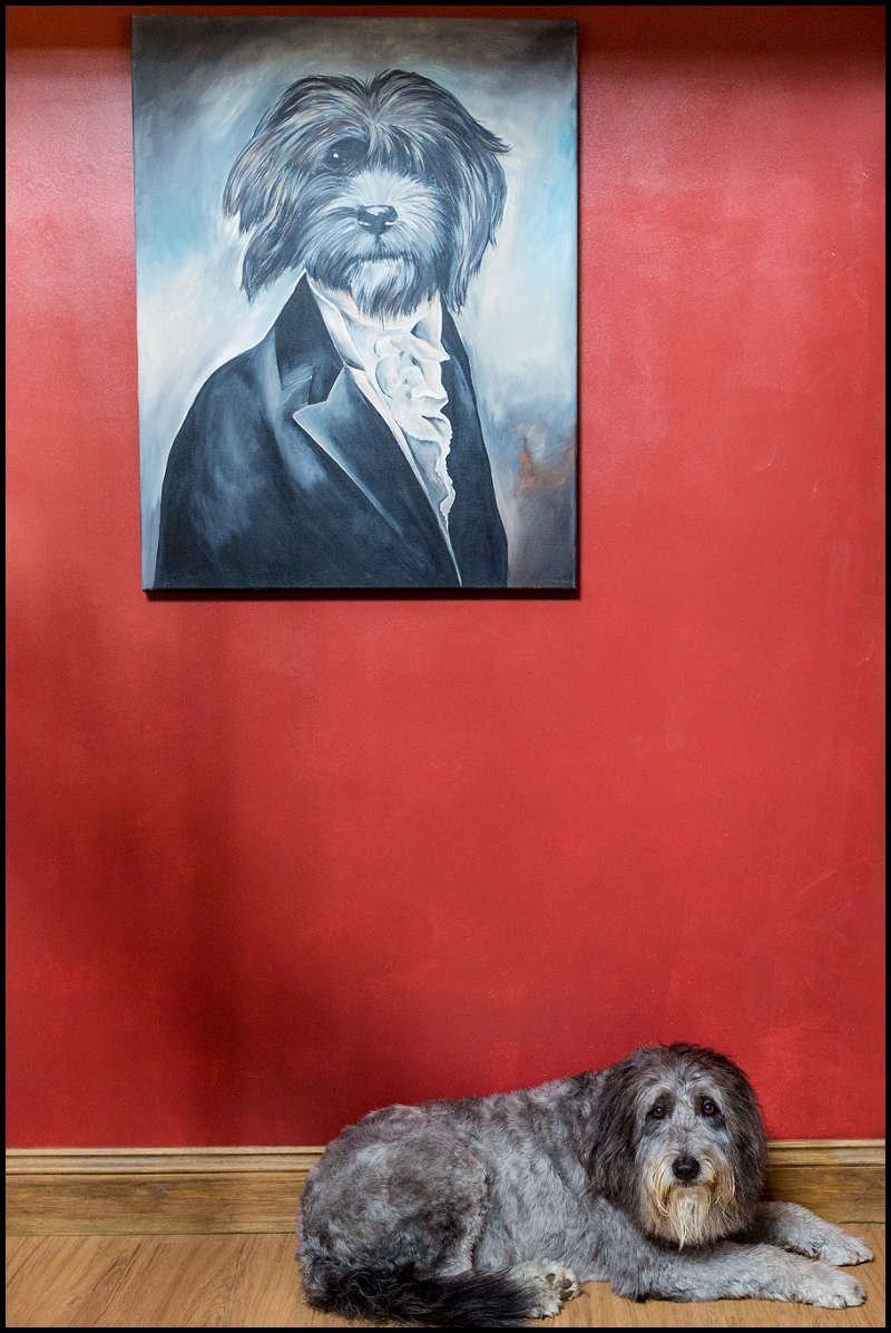 Norfolk Lurcher Dog and Portrait